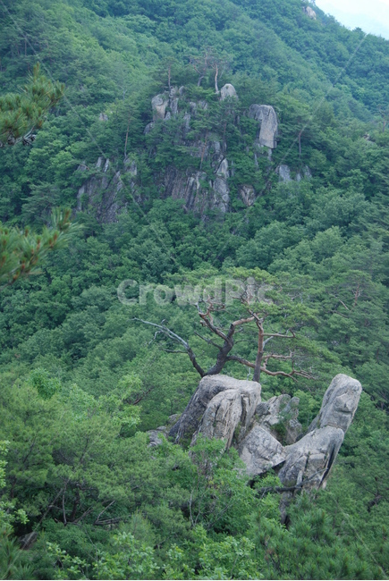 황정산,단양,휴양림,공원,봄,자연,풍경,nature,landscape,한국자연풍경,한국자연경관,korea nature landscape,tree,나무,plant,식물,outdoors,옥외