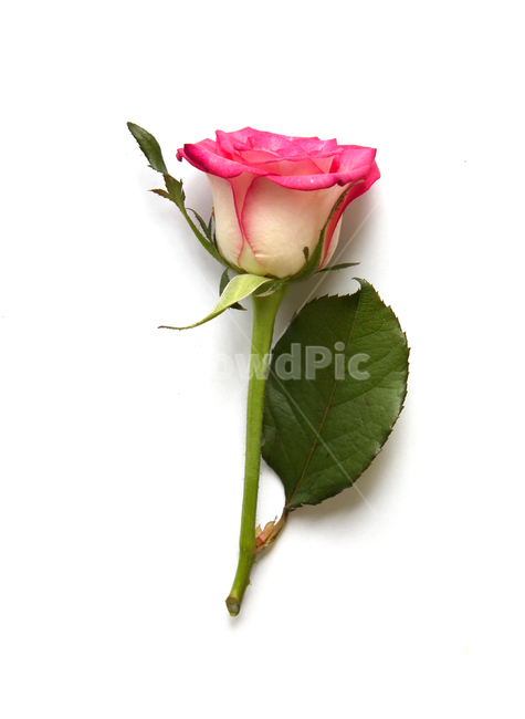 꽃,장미,장미꽃,핑크,생화,rose,flower,pink,신선한,green,leaf,leaves,녹색,그린,잎,나뭇잎,장미잎,탑앵글,식물,사랑,로맨스,love,romantic,한송이,one,꽃,flower,누끼,remove background