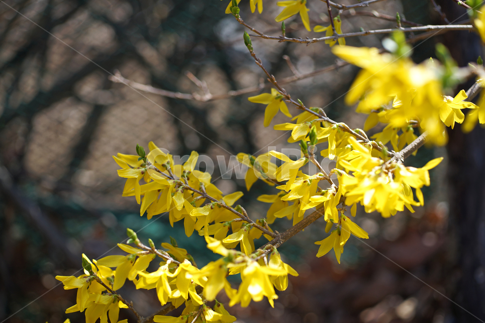 개나리,봄,노란색,꽃,식물,영춘화,식물,자연,plants,nature