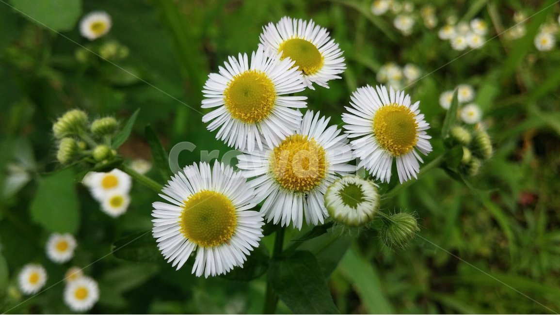 꽃,자연,그린,내추럴,초록,green,natural,개망초꽃,한해살이풀,망초대,배경,배경이미지,배경화면,식물,자연,plants,nature,꽃,flower