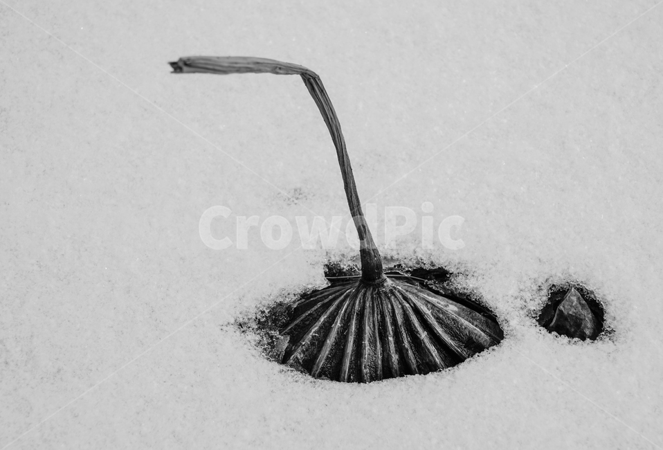 겨울,얼음,눈,흰눈,연밭,연잎,동장군,영하,기온,겨울,계절,winter,season,식물,자연,plants,nature,흑백,모노톤,monochrome,black and white