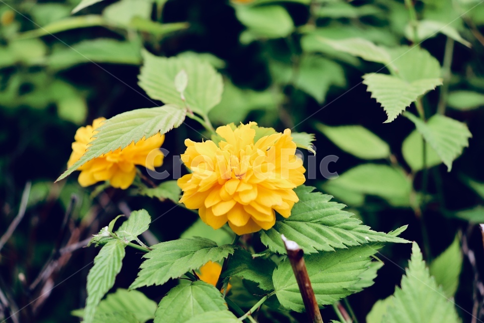 겹삼입국화,노란꽃,국화,봄꽃,꽃