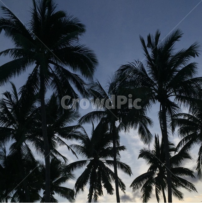 summer,여름,plant,식물,야자수,나무,tree,tropical
