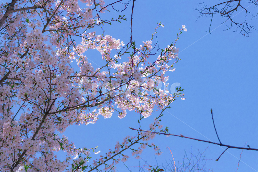 봄,벚꽃,봄감성,꽃놀이,꽃,사쿠라,sakura,봄,계절,spring,season,식물,자연,plants,nature,꽃,flower,plant,blossom