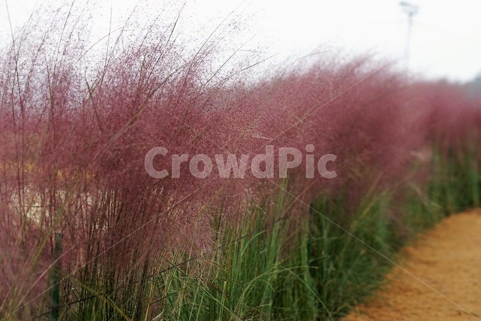 가을,핑크뮬리,자연,식물,하늘,초록색,풍경,감성,서정,nature,season,autumn,fall,white,green,pink,가을,계절,fall,autumn,season,식물,자연,plants,nature,grass,잔디,plant