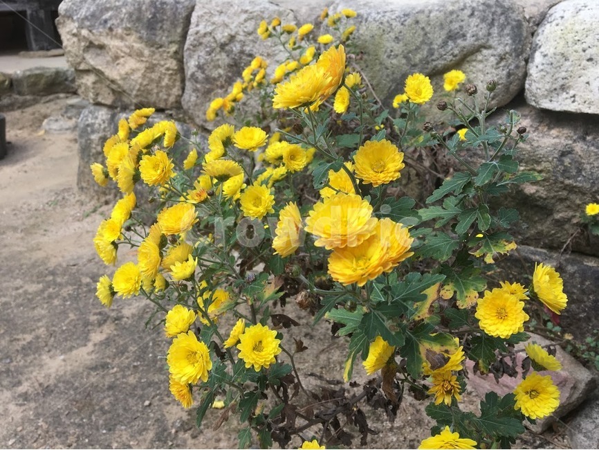 국화꽃,국화,노란꽃,꽃,담벼락,식물,자연,plants,nature,꽃,flower