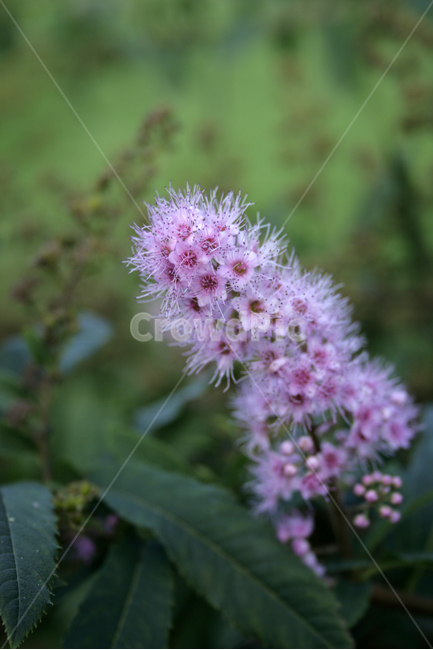 식물,flower,plants,nature,꽃,꽃봉오리,식물,자연,plants,nature,꽃,flower