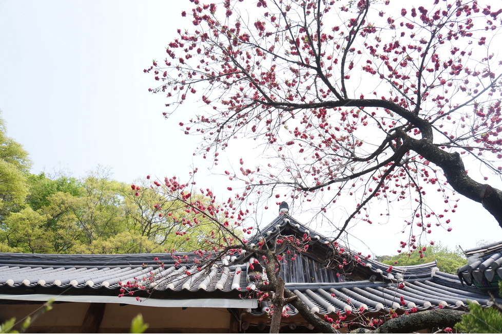 겹벚꽃,개심사,핑크,꽃,봄,풍경,봄,계절,spring,season,한국전통,한국문화,korean traditional,korean culture,식물,자연,plants,nature,꽃,flower,plant