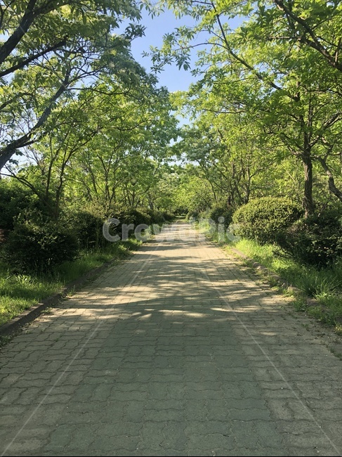 길,통로,나무,자연,숲,국내,백그라운드,풍경경치,여름,여유,운치,자연,풍경,nature,landscape,path