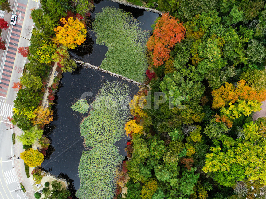 단풍,연못,나무,colorful,pond,tree,autumn,fall,가을,드론사진,컬러,color,계절,색,대비,가을,계절,fall,autumn,season,자연,풍경,nature,landscape,outdoors,옥외,경치,scenery,vegetation,초목,plant,식물,land,땅