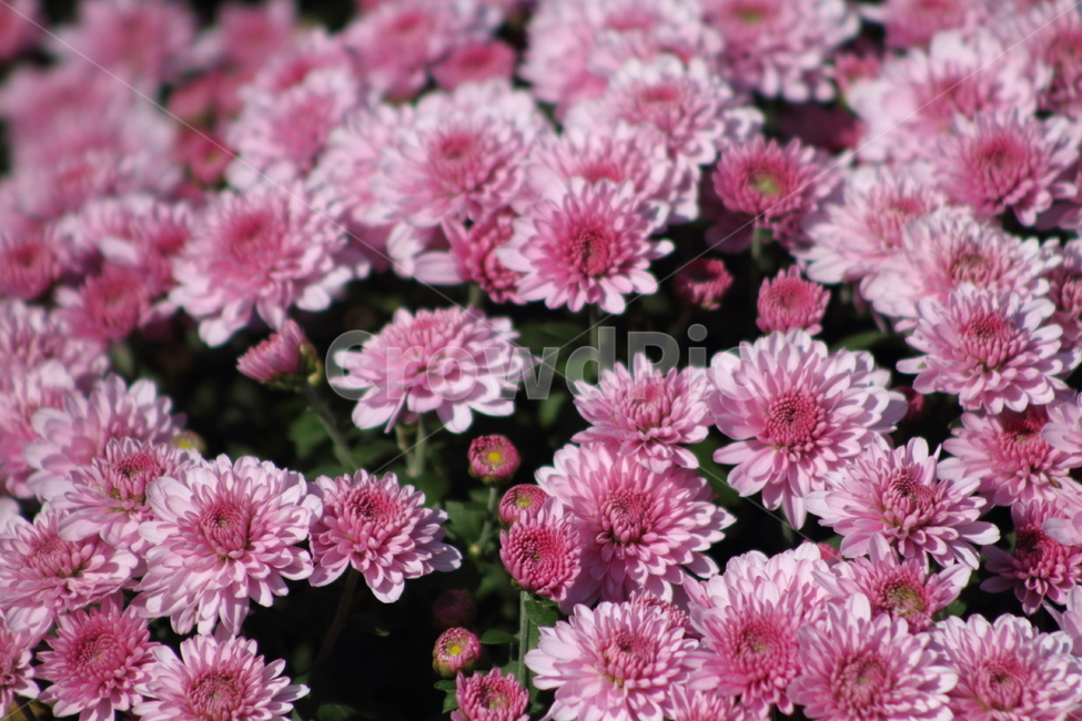 국화,꽃,식물,가을꽃,chrysanthemum,식물,자연,plants,nature,꽃,flower