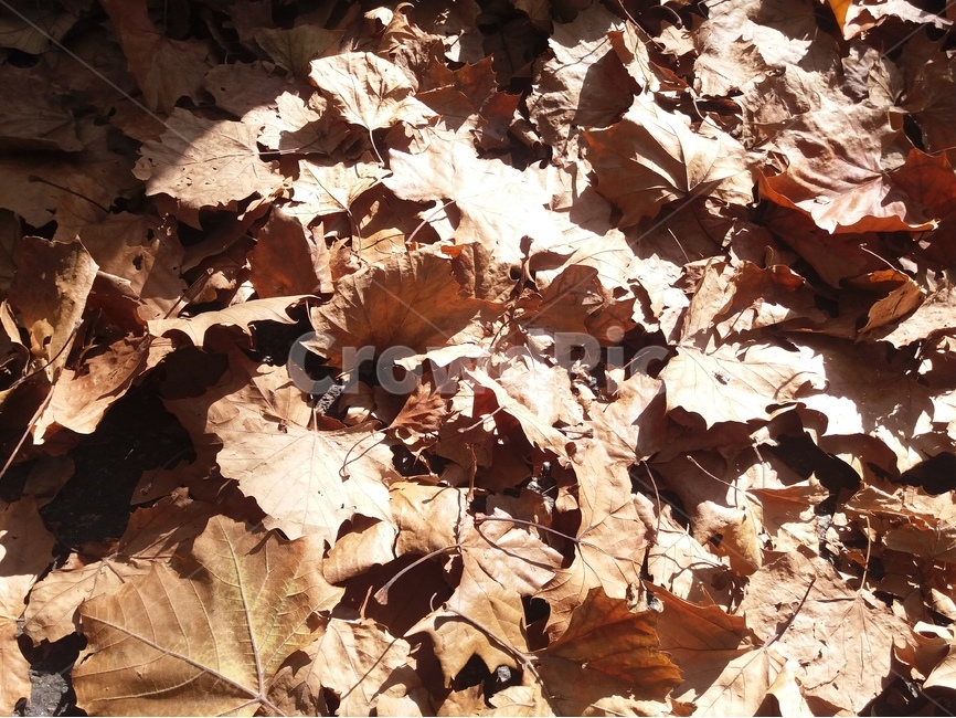 가을,낙엽,가을햇살,감성,나뭇잎,공원,가을,계절,fall,autumn,season,leaf,잎,plant,식물,tree,나무