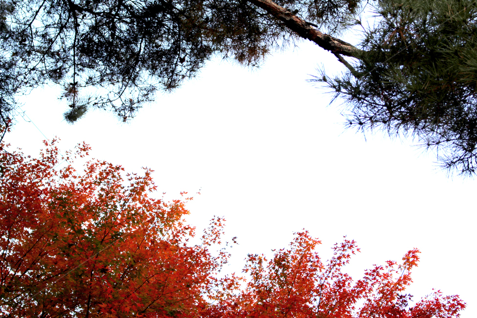 tree,나무,식물,잎,단풍,plant,leaf,maple,소나무,초록,빨강,가을,하늘,가을,계절,fall,autumn,season