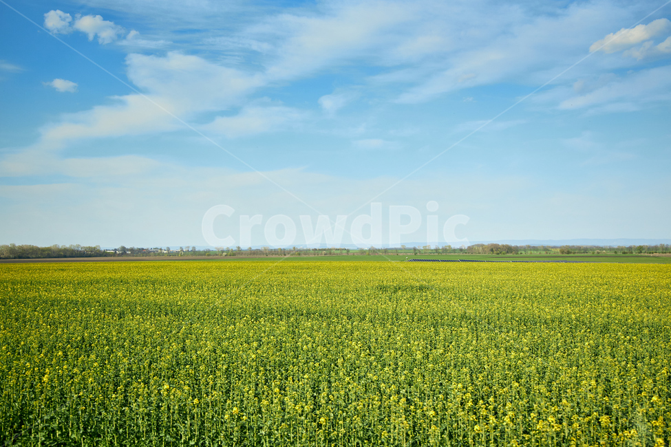 field,들,outdoors,옥외,grassland,목초지,nature,자연,유채꽃,유채꽃밭,유럽,유럽시골,유럽전경,유럽풍경,자연,풍경,nature,landscape