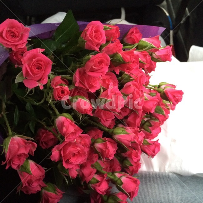 미니장미,장미,꽃다발,분홍,pink,사랑스러움,식물,자연,plants,nature,꽃,flower,기념일,축하,anniversary,congratulation,celebrate,celebration