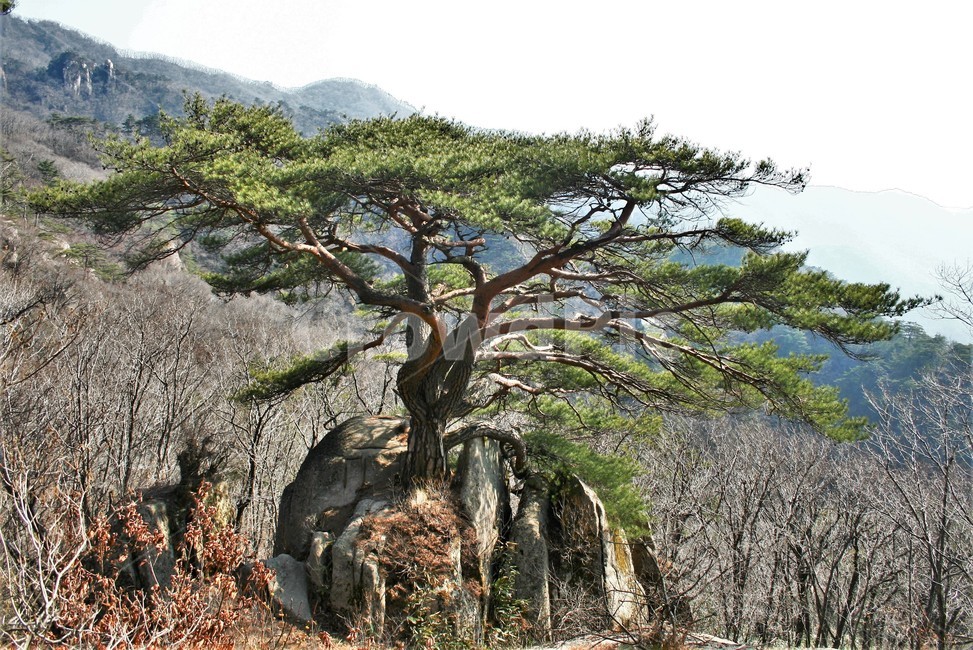속리산,천년송,속리산천년송,명품소나무,적송,조선소나무,자연,식물,식물,자연,plants,nature,나무,trees,wood