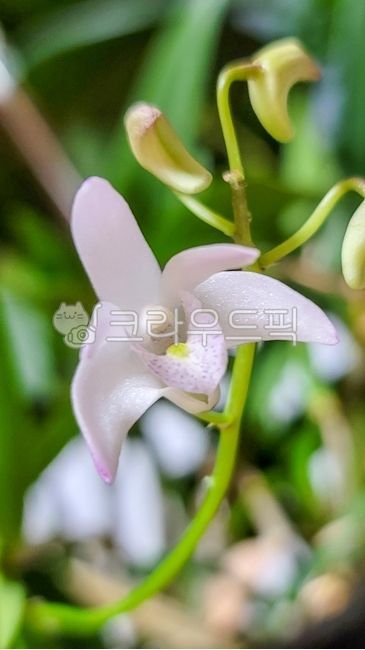 flower,꽃,김기리난,하얀꽃,난초,봄꽃,4월,자연,식물,접사