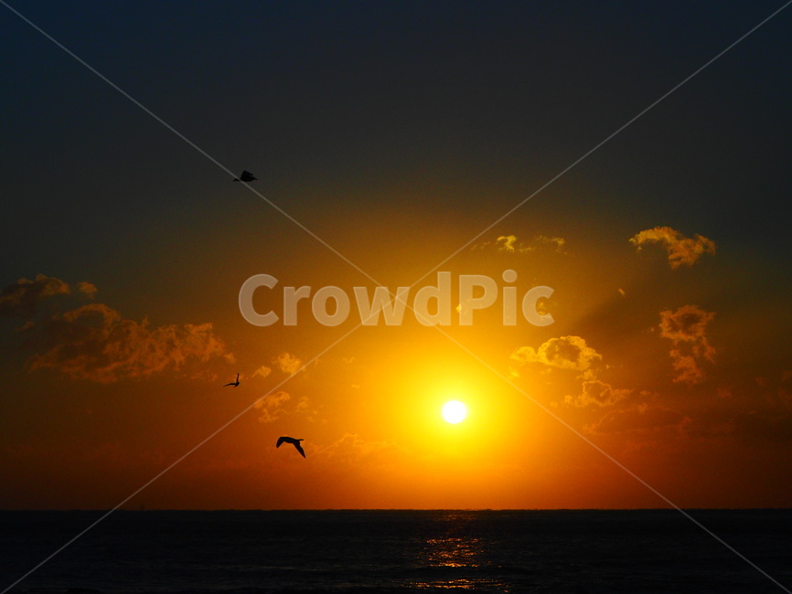 일출,태양,불타오르는,멋진,아름다움,바다,자연,풍경,nature,landscape,flare,플레어,light,빛,bird,새,animal,동물,sunlight,햇빛