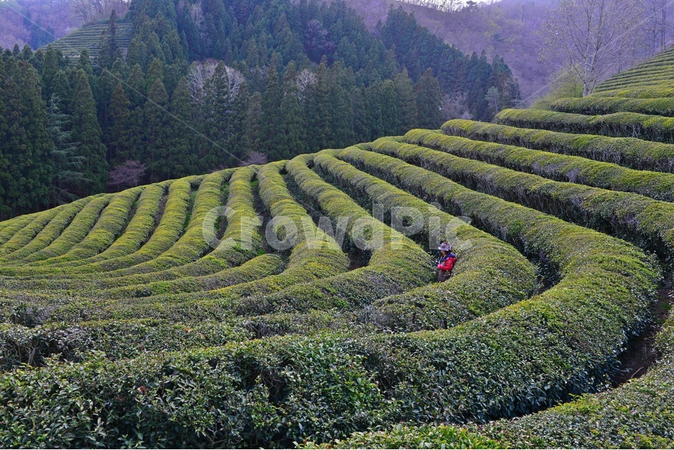 outdoors,옥외,nature,자연,rural,농촌,plant,식물,tree,나무,보성,대한다원,다원,녹차밭,녹차,녹차잎,농업,농경,농사,경작