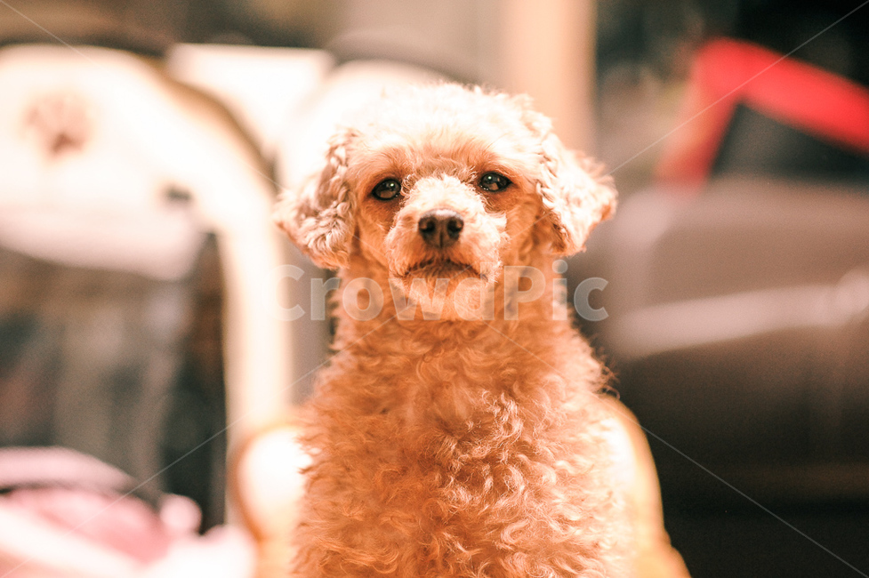 반려동물,강아지,귀여움,쪼끄매,앉아,푸들,푸들털,곱슬,동물,animal,포유류,mammal,개,강아지,dog,doggy