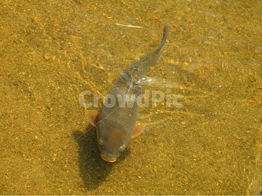 민물고기,잉어,강,동물,물고기,동물,animal,어류,물고기,fish