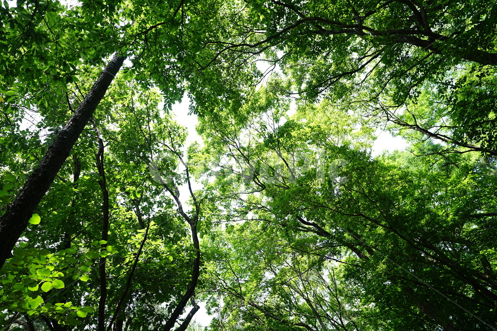 숲,자연,풍경,풍경사진,하늘,그린,계절,산책,산,나무,식물,자연,plants,nature