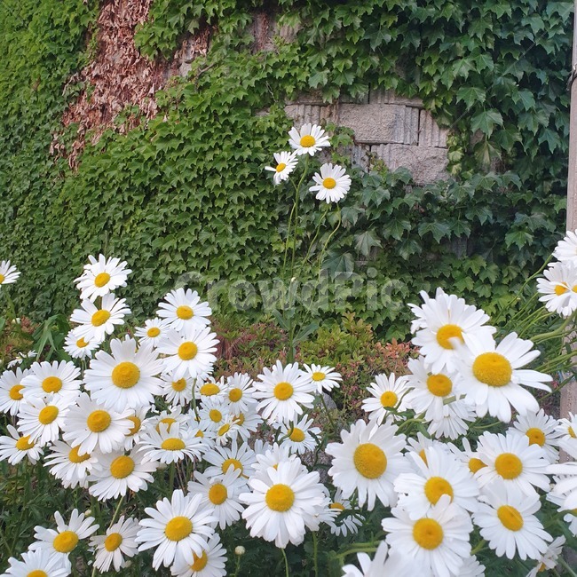 들꽃,담쟁이,꽃,식물,하얀꽃