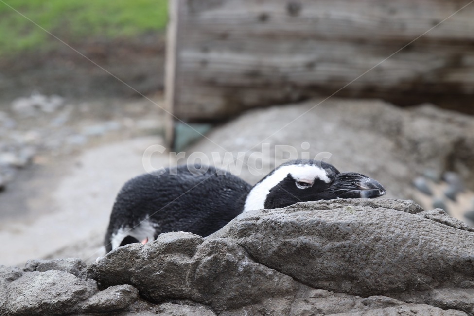 펭귄,귀여운,바다,검은색,동물원,penguin,동물,animal