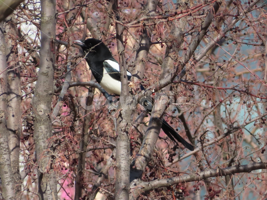 나무,식물,까치,조류,새,나뭇가지,클로즈업,tree,plant,magpie,bird,branches,closeup,동물,animal,조류,새,birds