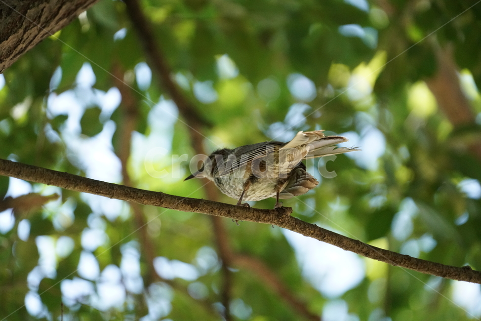 직박구리,참새목,조류,bird,새,animal,동물,동물,animal,조류,새,birds