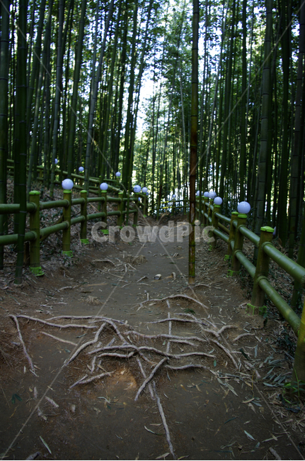 대나무,숲,나무,자연,식물,길,자연,풍경,nature,landscape,plant,bamboo