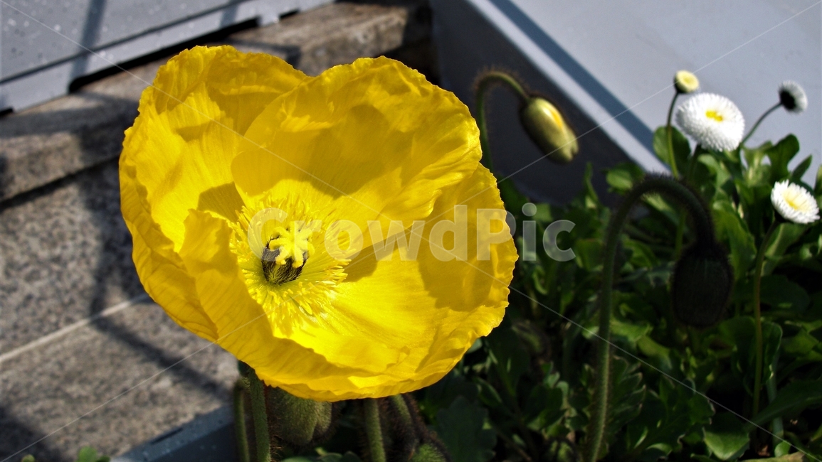 꽃,자연,식물,꽃잎,암술,수술,봄,spring,nature,bloom,petal,floral,scent,beautiful,plant,flower,식물,자연,plants,nature,꽃,flower