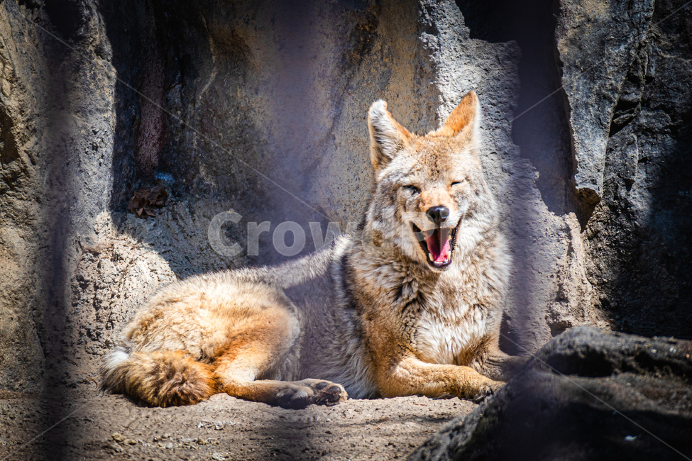 코요테,동물,동물원,coyote,animal,동물,animal,포유류,mammal