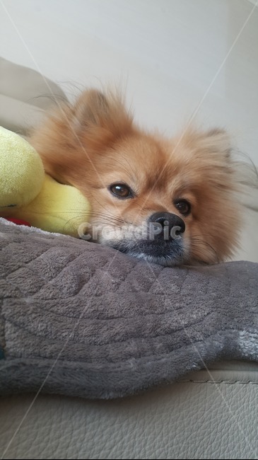dog,동물,애완동물,개,강아지