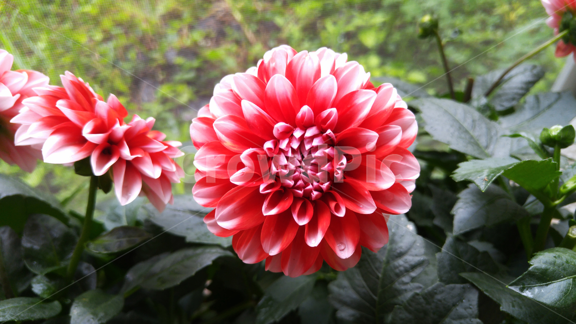 달리아,꽃,식물,flower,plant,식물,자연,plants,nature,꽃,flower