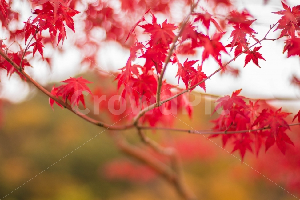가을,단풍,붉은단풍,아웃포커싱,금오산,가을,계절,fall,autumn,season,식물,자연,plants,nature,나무,trees,wood,leaf,잎,plant,tree,maple