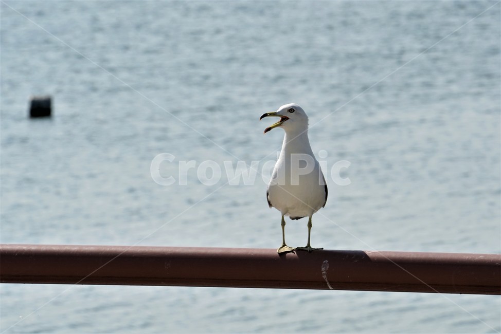 갈매기,도요목,commongull,새,조류,물새류,gull,괭이갈매기