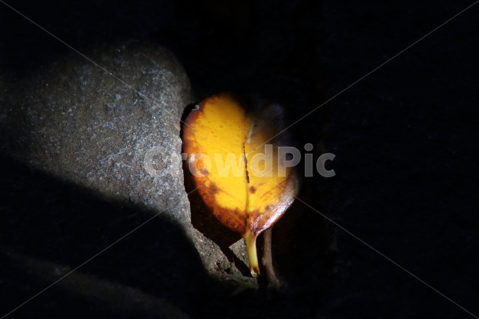 잎,빛,단풍,한잎,redleaves,낙엽,가을,계절,fall,autumn,season,leaf,plant,식물
