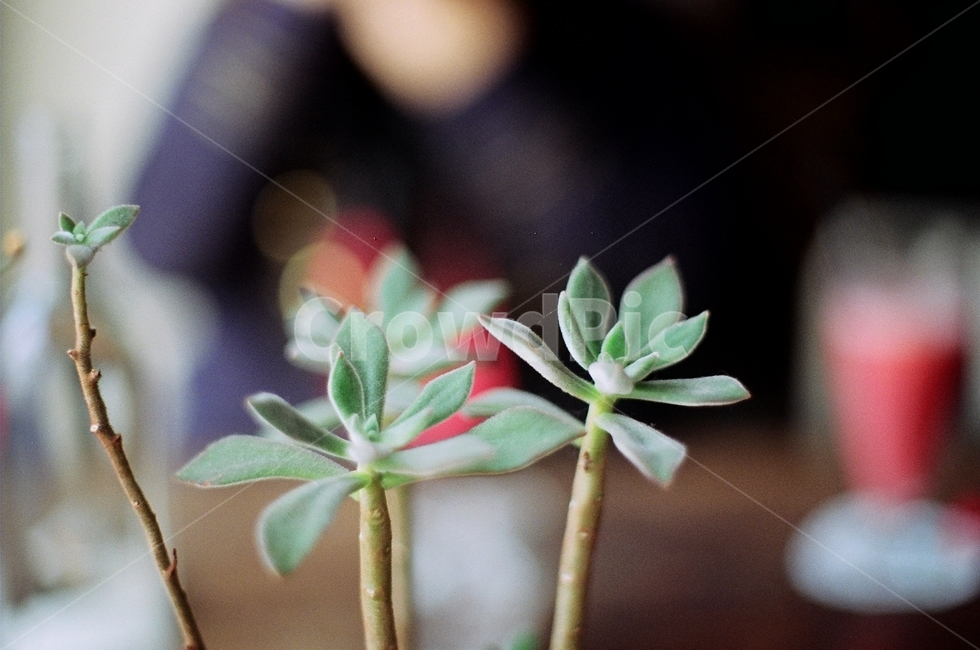 선인장,카페,아웃포커싱,필름사진,다육이,식물,자연,plants,nature