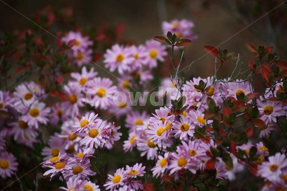 국화,식물,꽃,가을꽃,chrysanthemum,식물,자연,plants,nature,꽃,flower