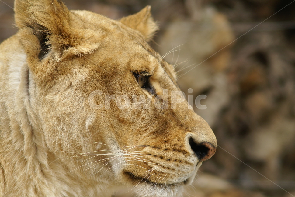 사자,lion,사파리,에버랜드,얼굴,동물,animal,포유류,mammal