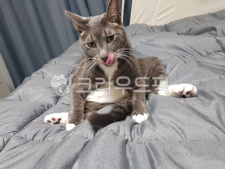 Russian Blue,cat,grooming,fat cat,pet