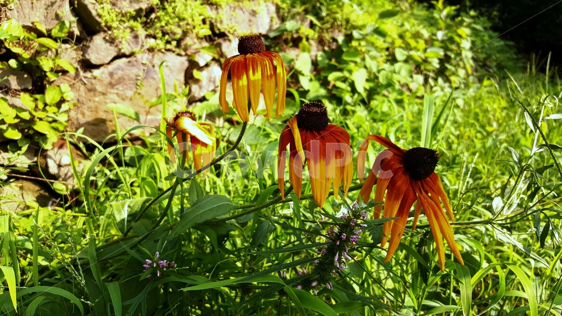 루드베키아식물,꽃,여름,햇빛,rudbeckia,coneflower