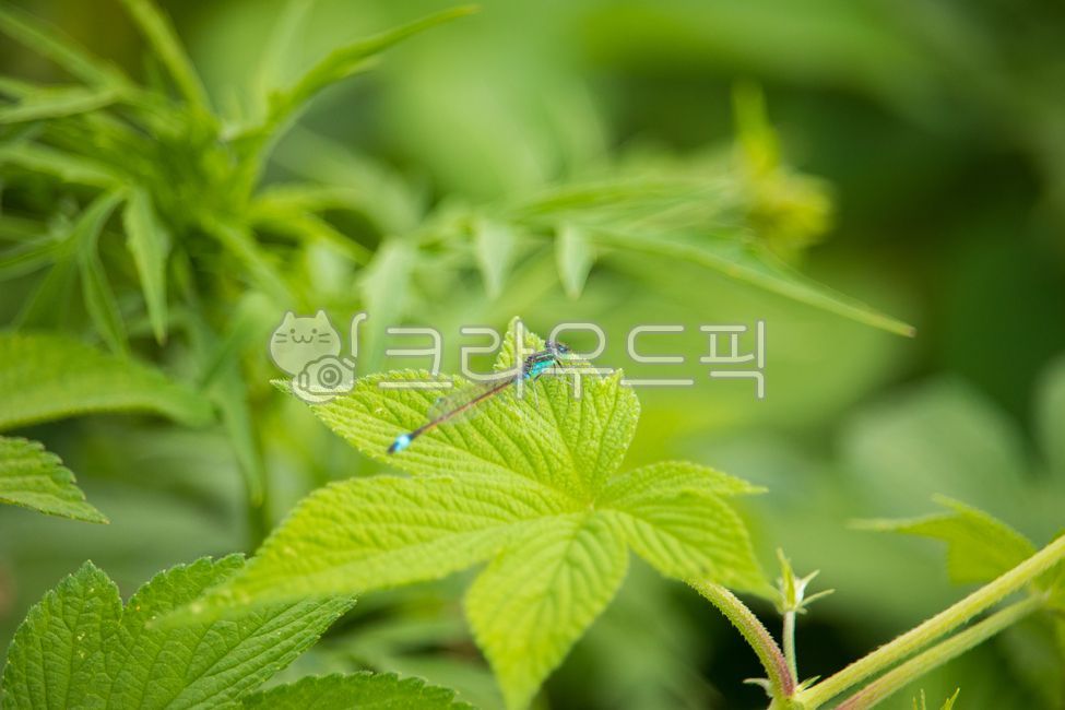 Blue Asian bluetail,common bluetail,dragonfly,insect,bug,animal,wildlife,male,green,greenish,leaf,leaflets,leaves,plant,autumn,ecosystem,environment,marsh bluetail,ubiquitous bluetail,african bluetail,demoiselle,autumn,fall