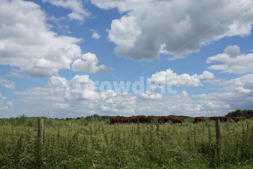 시골,소,영국,초원,하늘,자연,풍경,nature,landscape,산업,industry,industrial,목축업,목장,livestock farming,ranching,pasture,outdoors,옥외,field,들,grassland,목초지