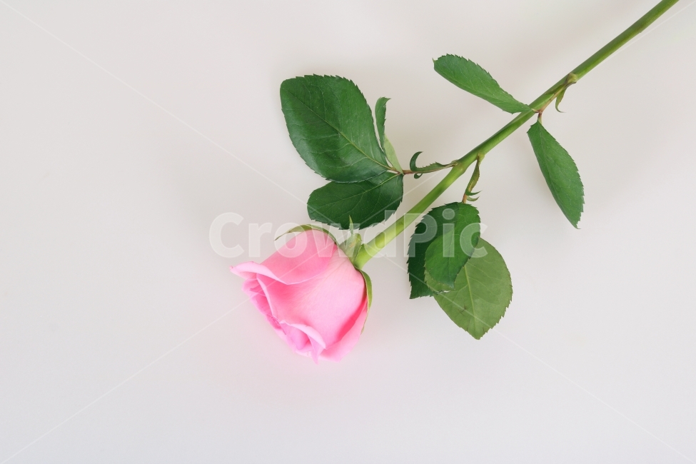 장미,이벤트,선물,사랑,연인,분홍,핑크,빨강,레드,컨셉,콘셉,하트,식물,자연,다울,발렌타인데이,화이트데이,성년의날,식물,자연,plants,nature,꽃,flower,기념일,축하,anniversary,congratulation,celebrate,celebration,누끼,remove background