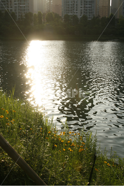 호수,여름,식물,물결,공원,꽃,빛,도시,풍경,city,landscape,한국도시풍경,한국도시경관,korea cityscape,휴식,힐링,rest,relaxation,healing,water,물,outdoors,옥외