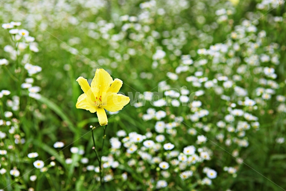 국화,소국,꽃,식물,공원,여름,계절,야외,화단,식물,자연,plants,nature,꽃,flower