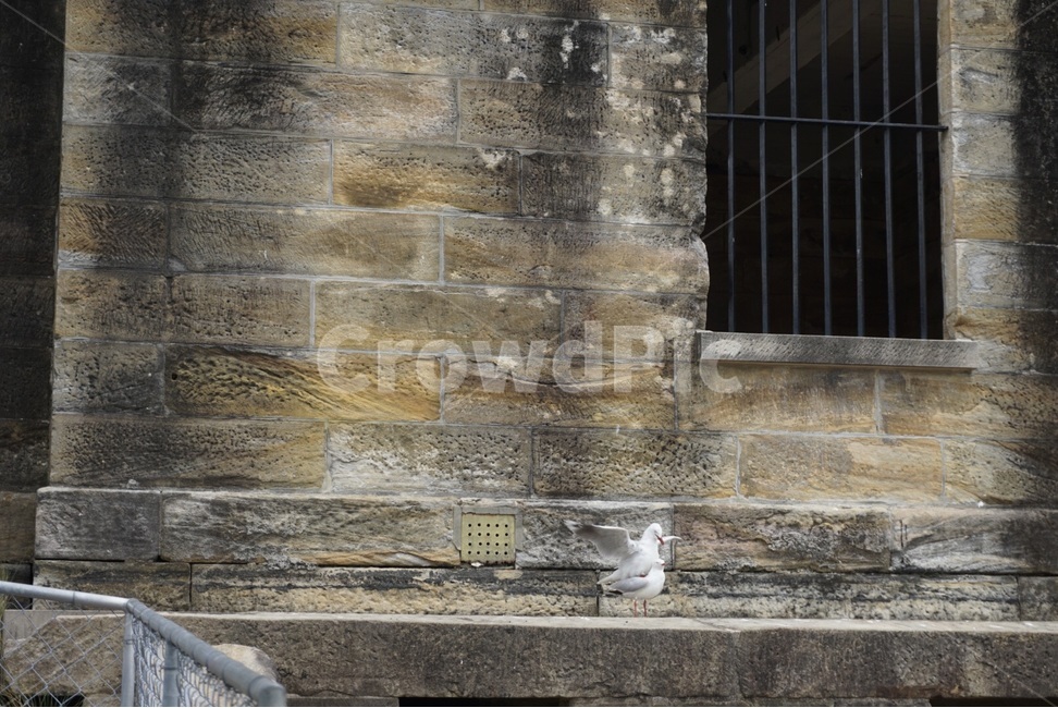감옥,원본,철창,새,겨울,prison,original,steelbarredwindow,bird,winter,동물,animal,조류,새,birds