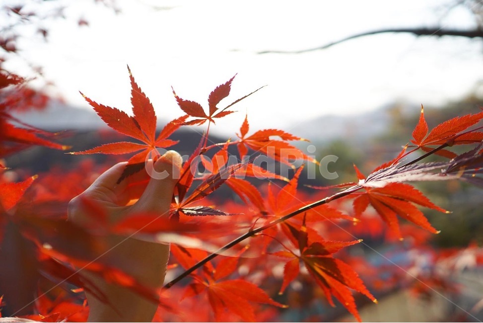 maple,단풍,plant,식물,leaf,가을,계절,fall,autumn,season